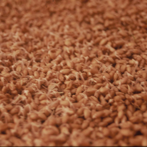 Au pays des hommes-fleuve - Un abito colore di campo, 1999 | Semi di grano germogliato, gommapiuma, acqua (150x250 cm)