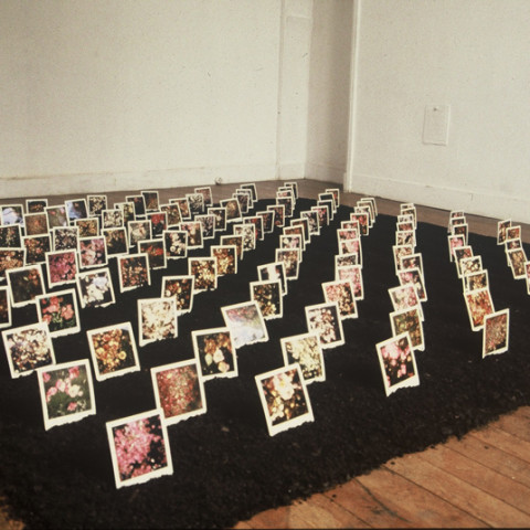 Au pays des hommes-fleuve - Semis, 1993, terriccio, polaroids di fiori morti, installazione in situ (20x400x400 cm)