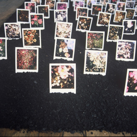 Au pays des hommes-fleuve - Semis, 1993, terriccio, polaroids di fiori morti, installazione in situ (20x400x400 cm)