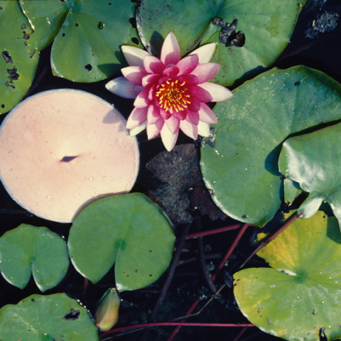 Sirene - Ninfe/Nymphes, 1997. Fotografie dell’installazione di foto di pance galleggianti tra due vetri, sull’acqua di una gebbia.