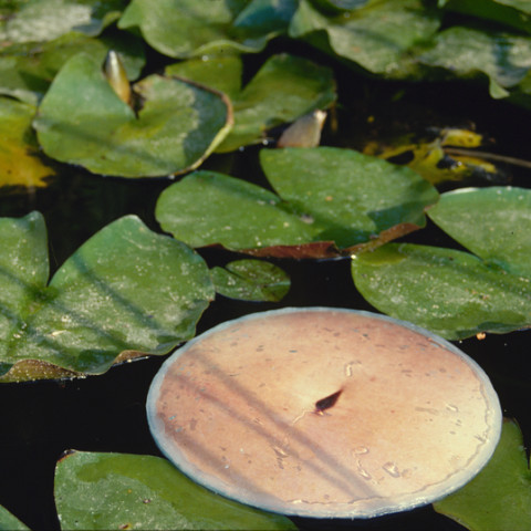 Sirene - Ninfe/Nymphes, 1997. Fotografie dell’installazione di foto di pance galleggianti tra due vetri, sull’acqua di una gebbia.