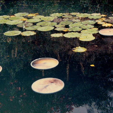 Sirene - Ninfe/Nymphes, 1997. Fotografie dell’installazione di foto di pance galleggianti tra due vetri, sull’acqua di una gebbia.