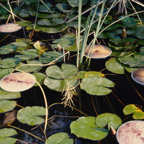 Sirene - Ninfe/Nymphes, 1997. Fotografie dell’installazione di foto di pance galleggianti tra due vetri, sull’acqua di una gebbia.