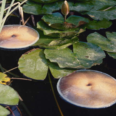 Sirene - Ninfe/Nymphes, 1997. Fotografie dell’installazione di foto di pance galleggianti tra due vetri, sull’acqua di una gebbia.