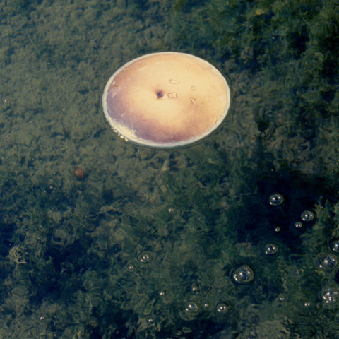 Sirene - Ninfe/Nymphes, 1997. Fotografie dell’installazione di foto di pance galleggianti tra due vetri, sull’acqua di una gebbia.