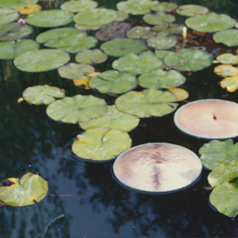 Sirene - Ninfe/Nymphes, 1997. Fotografie dell’installazione di foto di pance galleggianti tra due vetri, sull’acqua di una gebbia.