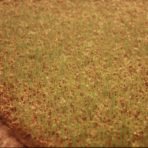 Au pays des hommes-fleuve - Un abito colore di campo, 1999 | Semi di grano germogliato, gommapiuma, acqua (150x250 cm)
